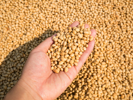 Soybean seed harvest in handの写真素材