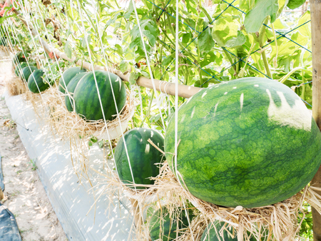 Watermelon fruit  in organic vegetable farmの写真素材