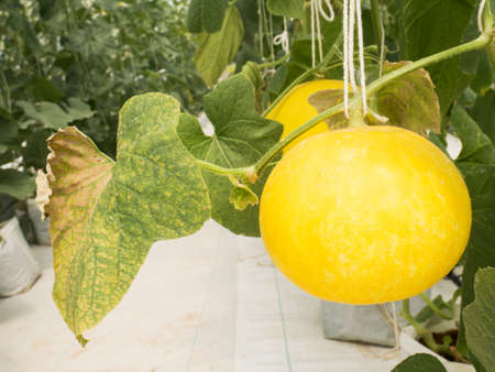 Cantaloupe melon fruit  in greenhouse, Organic farmの写真素材