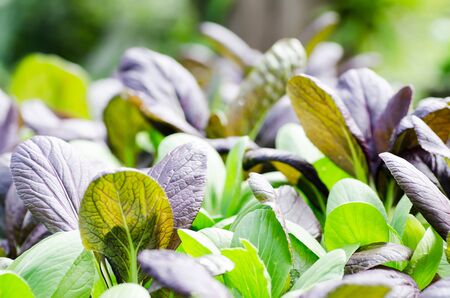 Fresh green and purple lettuce in organic vegetables farmの写真素材