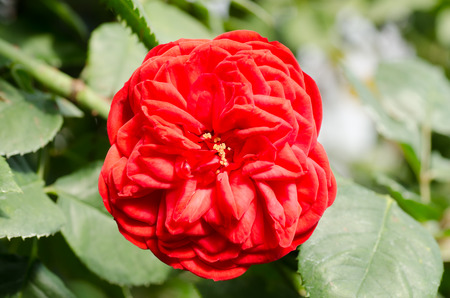 Red rose flower blossom in a gardenの写真素材
