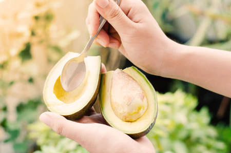 Half of avocado fruit in hand ready to eating
