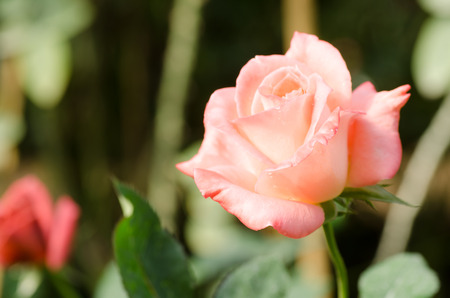 Pink rose flower blossom in a gardenの写真素材