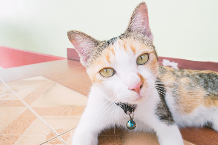 Thai cat looking at camera,cute petの写真素材