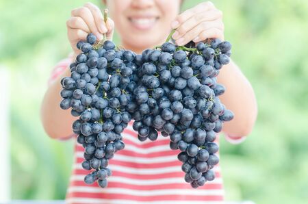 Woman holding red grape in hand,Grape harvest,Healthy fruitの写真素材
