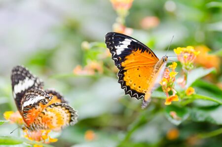 Beautiful butterflies are pollinating on flowersの写真素材