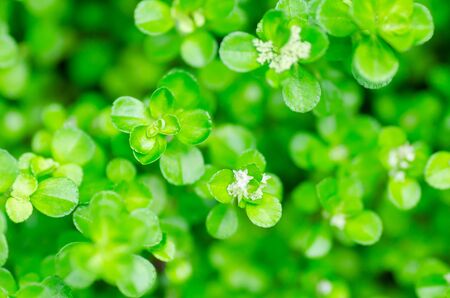 Small green leaves with white flower decorative in a garden