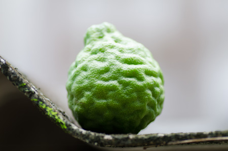 Close up of bergamot fruit.Thai herbal plantの写真素材