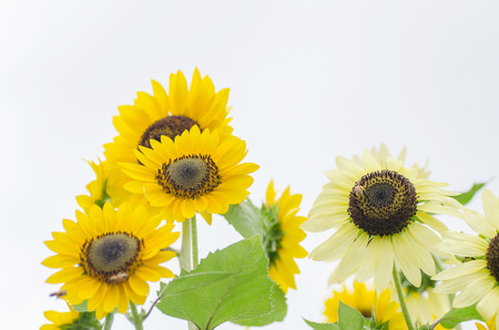 Beautiful sunflowers in a field in summer seasonの写真素材