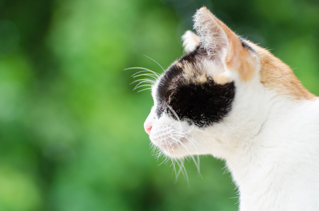 Tricolor cat looking forward on green background,Cute petの写真素材