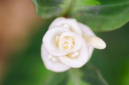 White flower (Calathea) blossom in rainy season,Thailandの写真素材