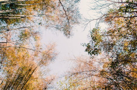 Autumn,The trees change color leaves and fallの写真素材