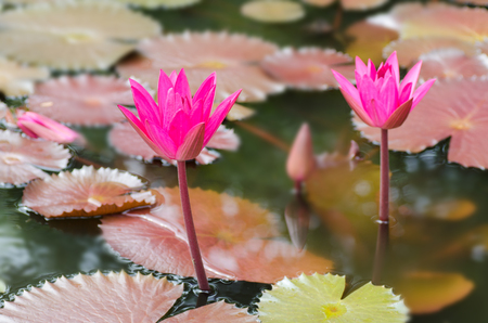 Pink waterlily flower blossom in a pond,decoration flowersの写真素材