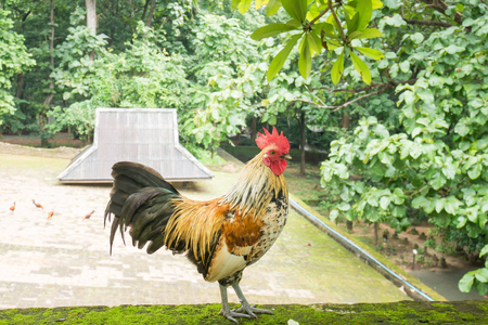 Colorful rooster standing on the wallの写真素材