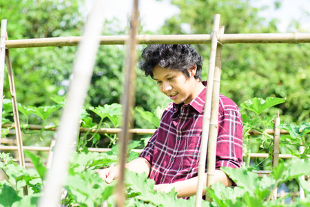 Asian young farmer checking quality of vegetables in vegetable gardenの写真素材