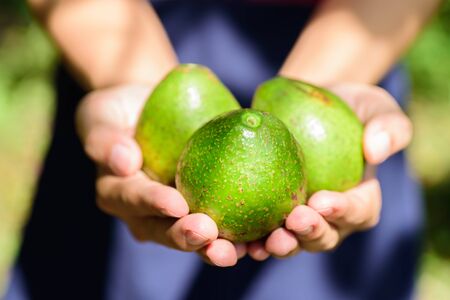 Fresh avocado fruit hold by hand,Harvest and picking fruit,Healthy eatingの写真素材
