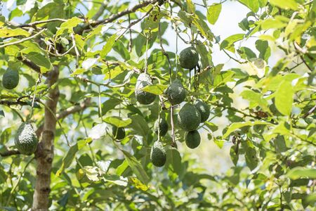 Bunch of avocado fruit hanging on tree branch in Thailandの写真素材