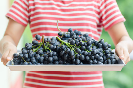 Woman holding red grape on tray,Grape harvest,Healthy fruitの写真素材