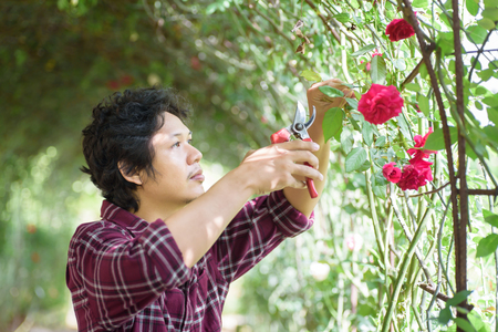 Asian man gardener holding pruning shears for cutting red rose flower in a gardenの写真素材