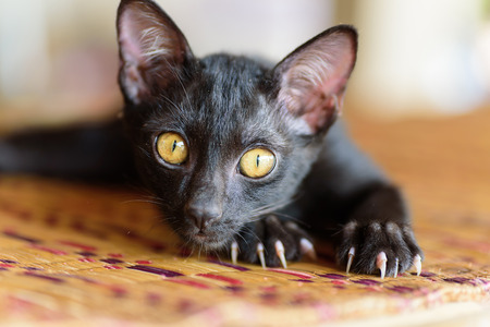 Black kitten with claw and scratch on the matの写真素材