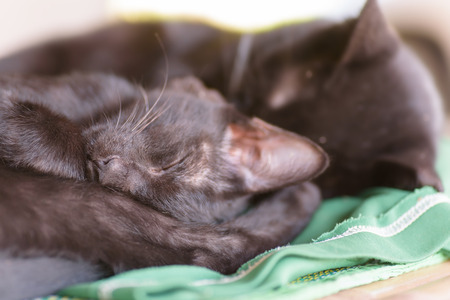 Black cats are sleeping together,cute animal and petの写真素材