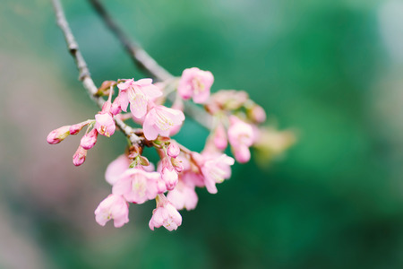 Beautiful cherry blossom flower in Chiangmai, Thailand