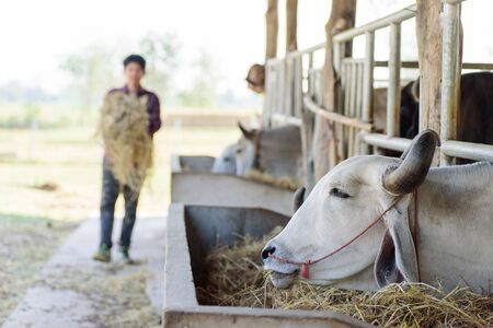 The farmer holding rice straw and feeding to cow in a farmの写真素材