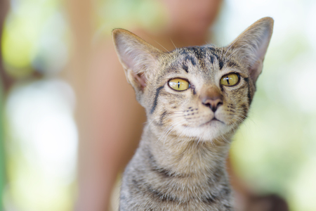 Portrait of cat face looking the camera, cute animal and petの写真素材