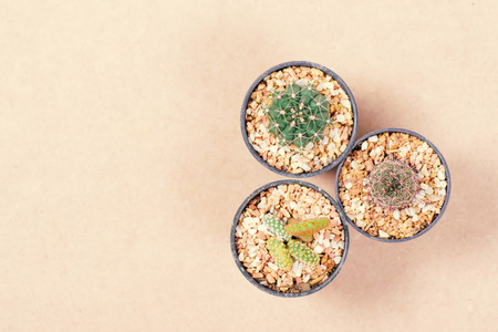 Different shapes of cactus in small pot on brown background, decoration plant, top viewの写真素材