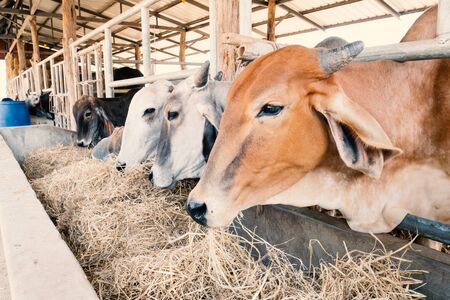 Cows are eating rice straw in a cowshedの写真素材