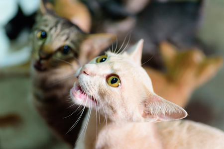 Cute cats are calling for food, pet at homeの写真素材