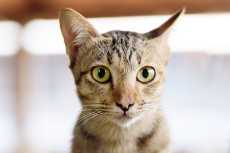 Close up of cat face, cute pet at homeの写真素材
