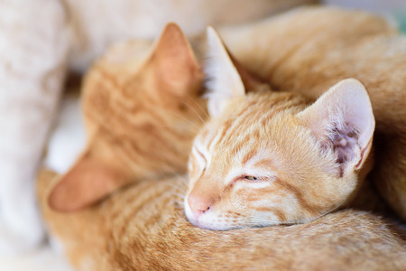 Ginger cats are sleeping together, pet at home