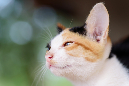 Close up of tricolor cat face, cute petの写真素材