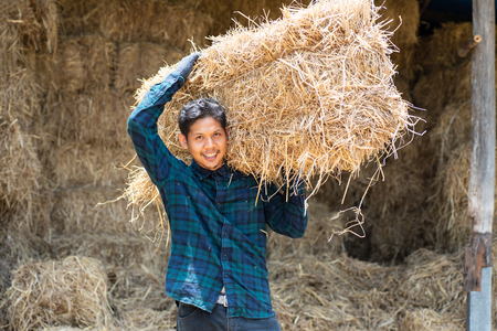 Asian young farmer carry organic rice straw for livestock in a farmの写真素材