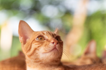Ginger cat looking for somethingの写真素材