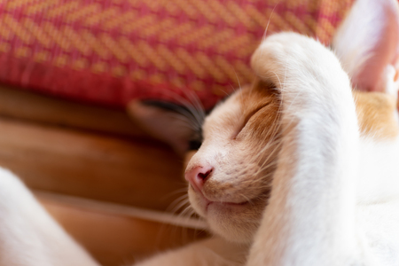 Close up of cute cat sleeping on the matの写真素材