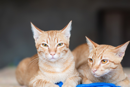 Two ginger cat sitting together, pet at homeの写真素材