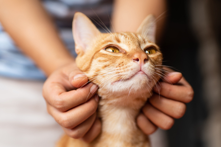 Hand playing with ginger cat by chin scratching, cute pet at homeの写真素材
