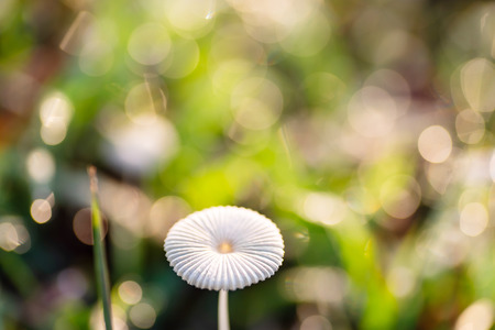 Mushroom and green grass with dew drop and sunlight in the morningの写真素材