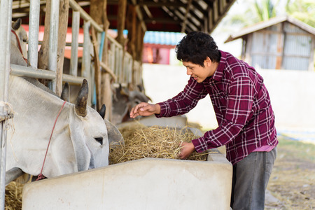 Asian man holding rice straw and feeding to cow in a farm, livestock in Thailandの写真素材