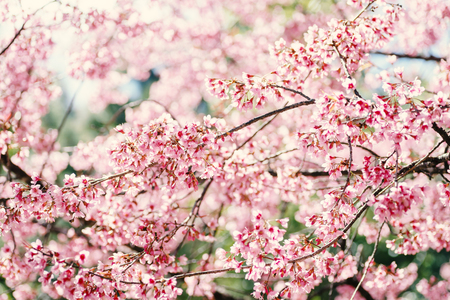 Pink cherry blossom, beautiful flowers in spring seasonの写真素材