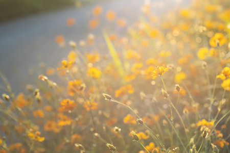 Yellow cosmos flower blossom in a garden with sunlight
