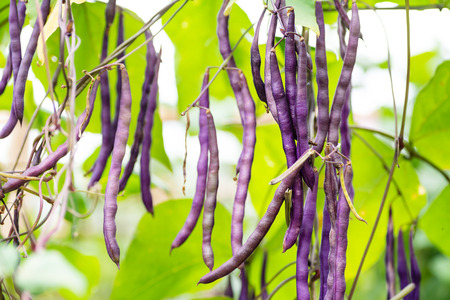 Purple bush beans growing in organic vegetable garden ready for harvestの写真素材