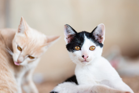 Two cats are relaxing together at home