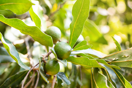 Macadamia nut tree growing in organic fieldの写真素材