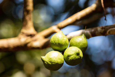 Macadamia nut tree growing in organic fieldの写真素材