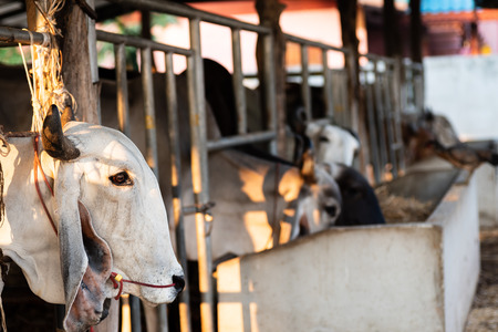 White cow in the farm, livestock in Thailandの写真素材
