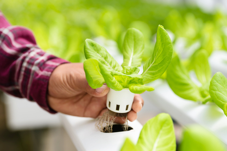 Hand holding lettuce plant growing in vegetable hydroponic farmの写真素材