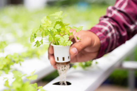 Hand holding coriander plant growing in vegetable hydroponic farmの写真素材